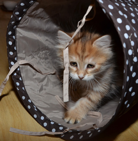 sibirisk kattunge Unay